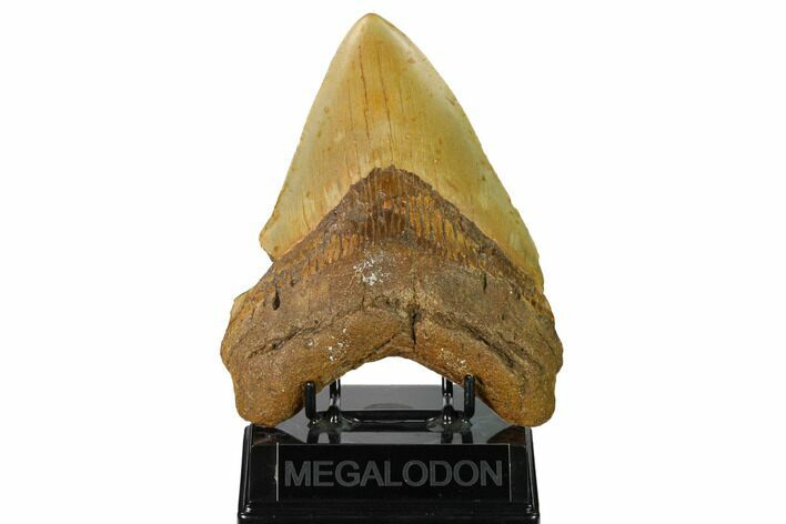 Huge Fossil Megalodon Tooth - North Carolina #172608